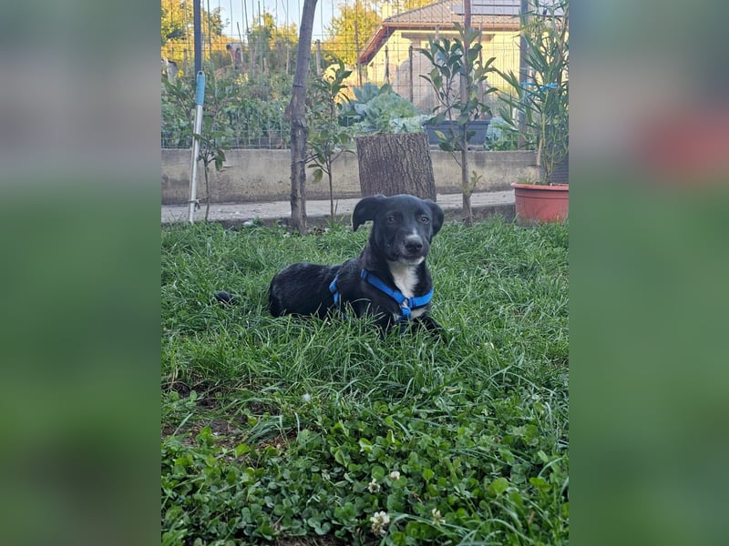 Zeno wird groß werden und sucht das passende Körbchen