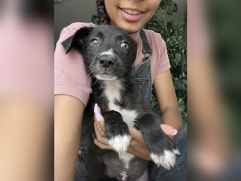 Zeno wird groß werden und sucht das passende Körbchen