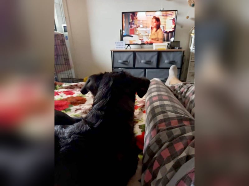 Zeno wird groß werden und sucht das passende Körbchen