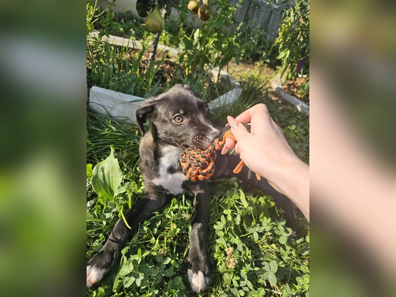 Zeno wird groß werden und sucht das passende Körbchen
