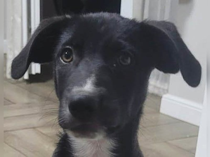 Zeno wird groß werden und sucht das passende Körbchen