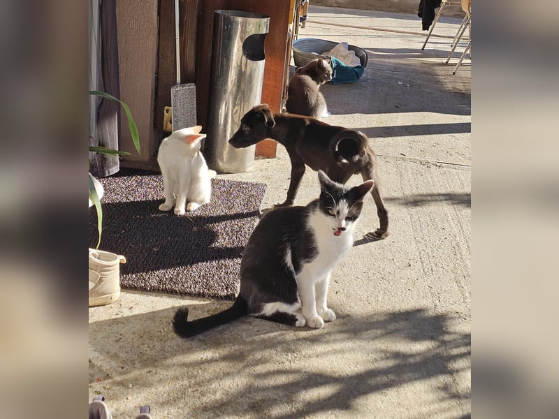 Zeno wird groß werden und sucht das passende Körbchen