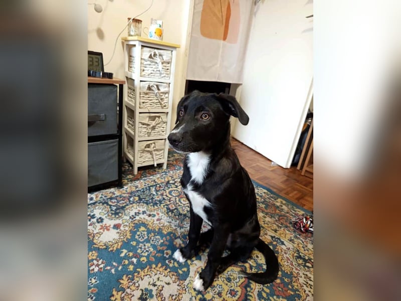 Zeno wird groß werden und sucht das passende Körbchen