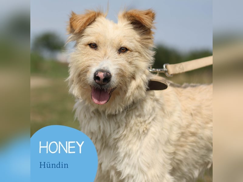 Menschenbezogene Honey sucht ihr Zuhause