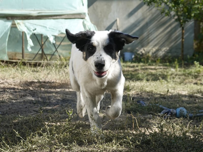 Jessy sucht eine liebevolle Familie