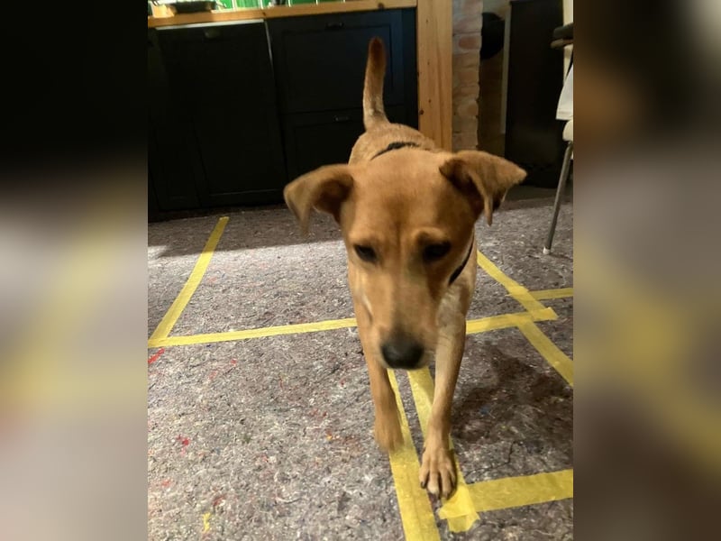 Lena sucht dringend ein liebevolles Zuhause!