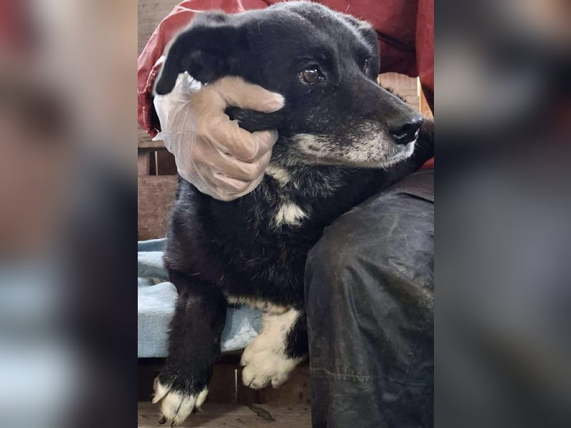 Coco – sanfte Seniorin, bereit für Zuhause 2.0 Coco – sanfte Seniorin, bereit für Zuhause 2.0