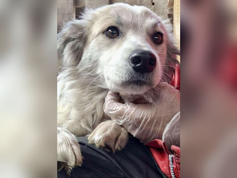 Aurora – sanfte Hündin braucht Neubeginn