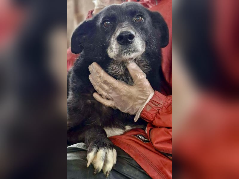 Coco – sanfte Seniorin, bereit für Zuhause 2.0 Coco – sanfte Seniorin, bereit für Zuhause 2.0