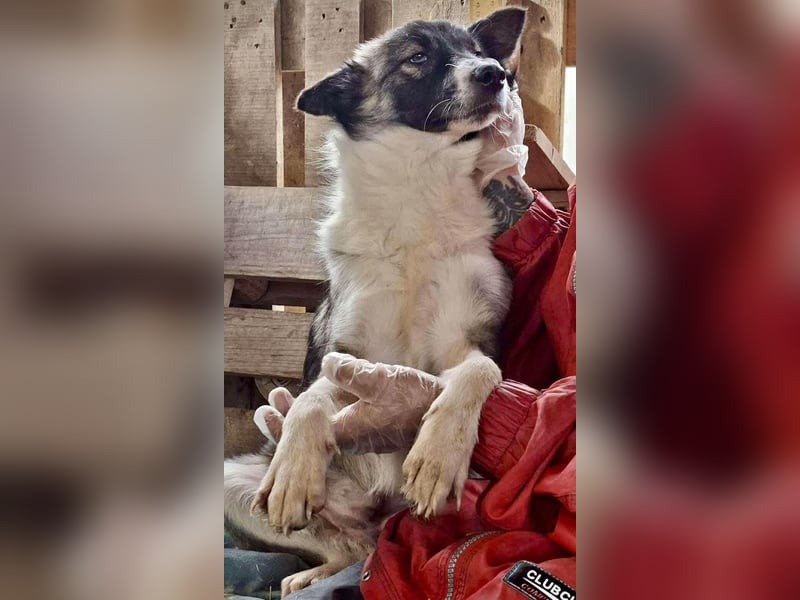 Lotte – menschenbezogene Junghündin