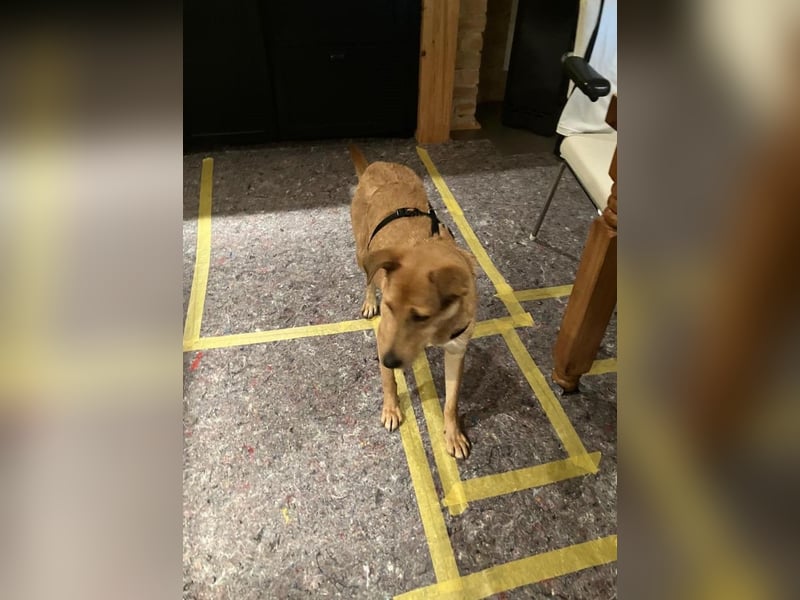 Lena sucht dringend ein liebevolles Zuhause!