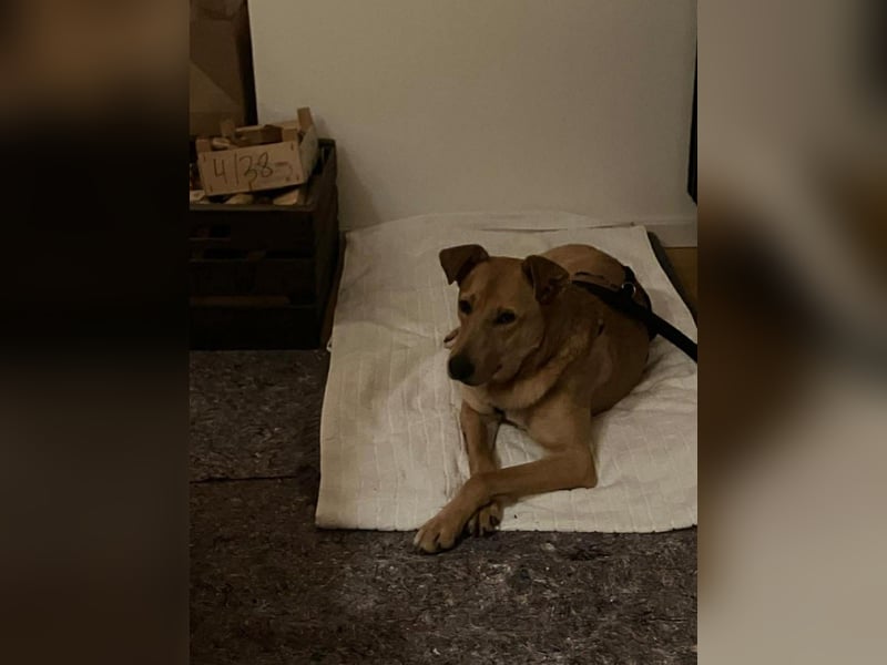 Lena sucht dringend ein liebevolles Zuhause!