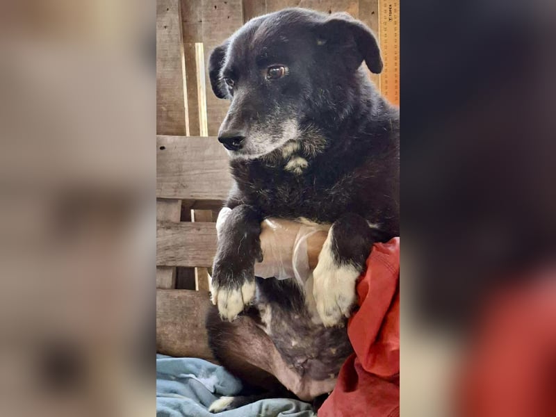 Coco – sanfte Seniorin, bereit für Zuhause 2.0 Coco – sanfte Seniorin, bereit für Zuhause 2.0