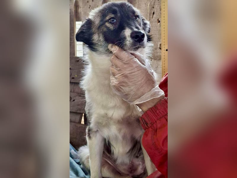 Lotte – menschenbezogene Junghündin