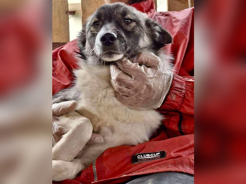 Lotte – menschenbezogene Junghündin