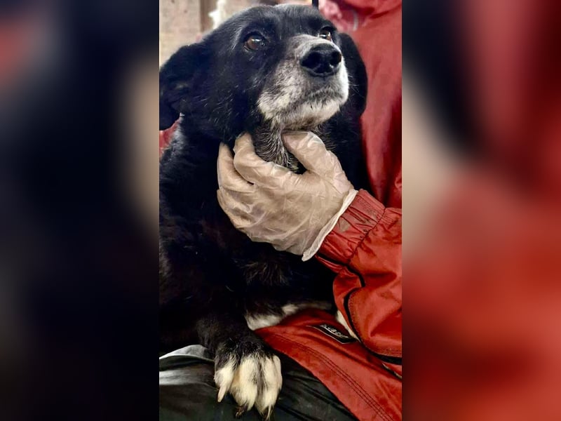 Coco – sanfte Seniorin, bereit für Zuhause 2.0 Coco – sanfte Seniorin, bereit für Zuhause 2.0