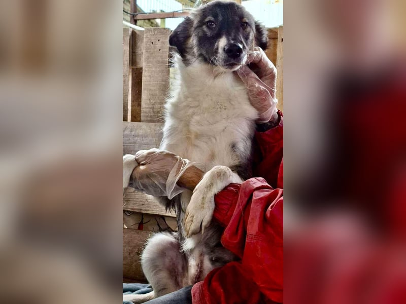 Lotte – menschenbezogene Junghündin