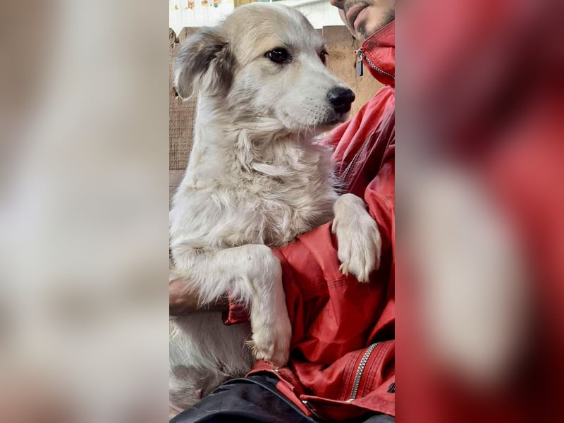 Aurora – sanfte Hündin braucht Neubeginn