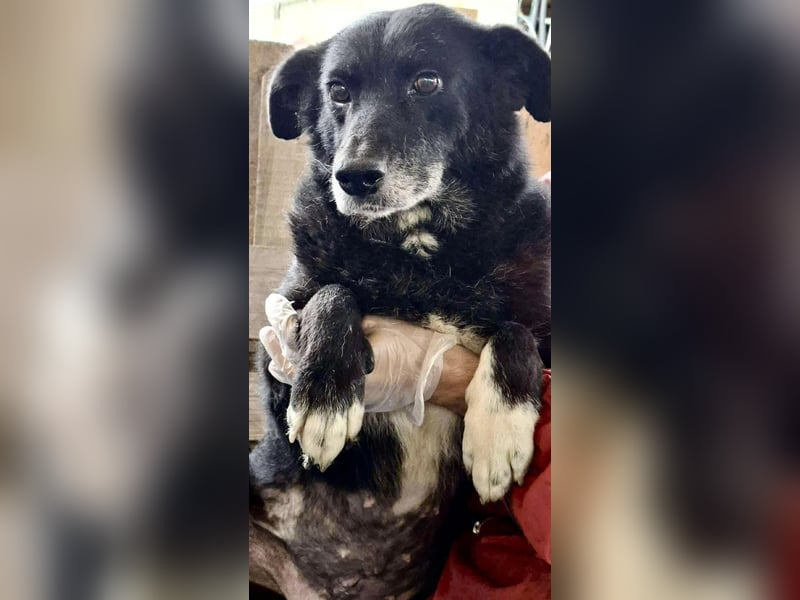 Coco – sanfte Seniorin, bereit für Zuhause 2.0 Coco – sanfte Seniorin, bereit für Zuhause 2.0