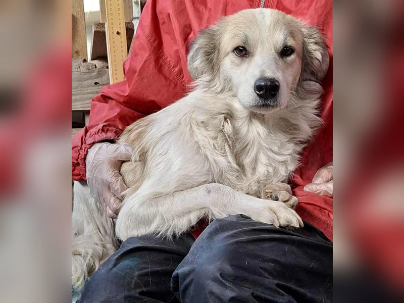 Aurora – sanfte Hündin braucht Neubeginn