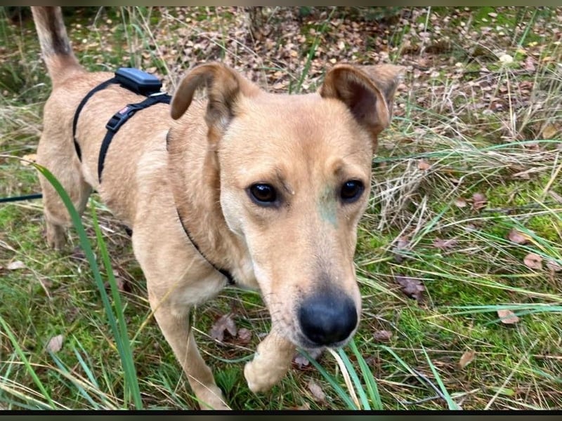 Lena sucht dringend ein liebevolles Zuhause!