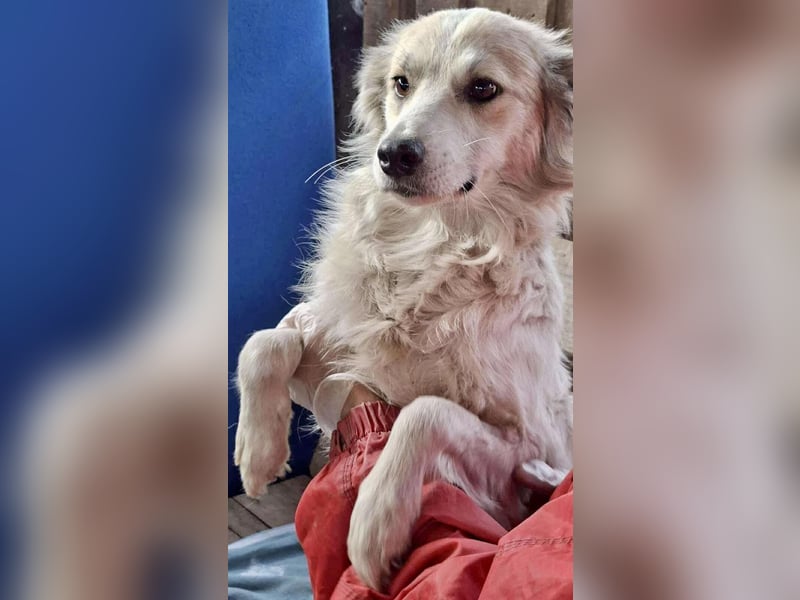 Aurora – sanfte Hündin braucht Neubeginn