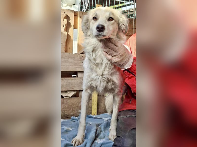 Aurora – sanfte Hündin braucht Neubeginn