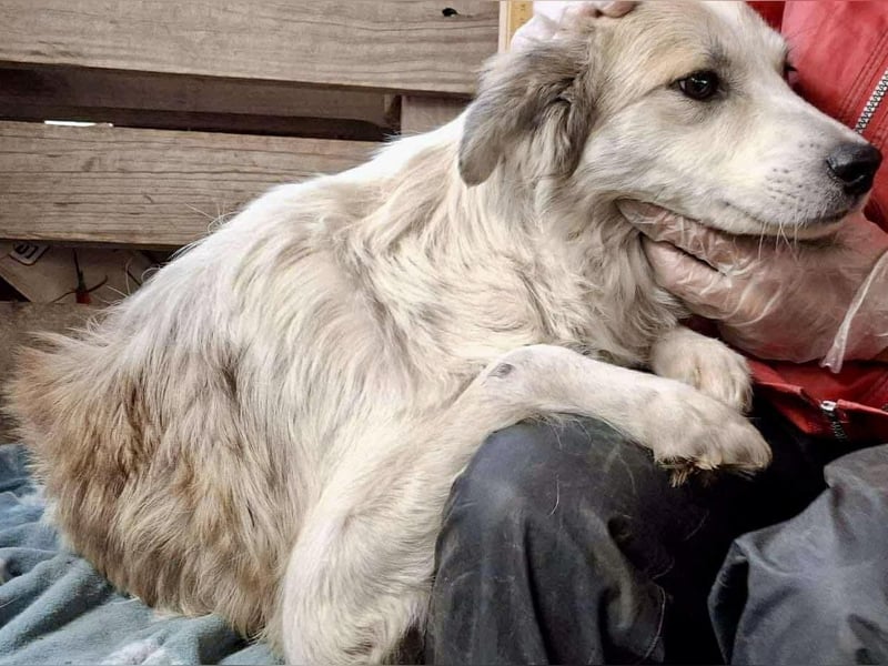 Aurora – sanfte Hündin braucht Neubeginn