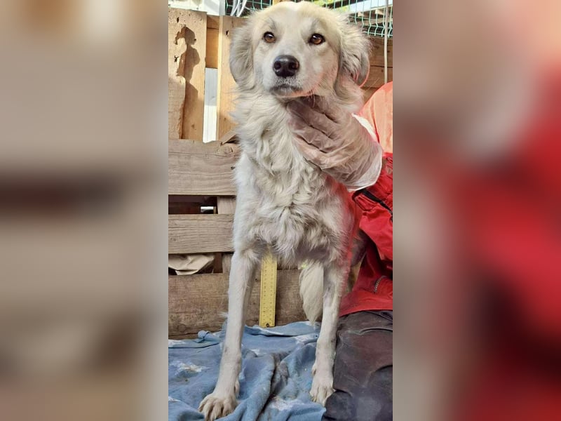 Aurora – sanfte Hündin braucht Neubeginn