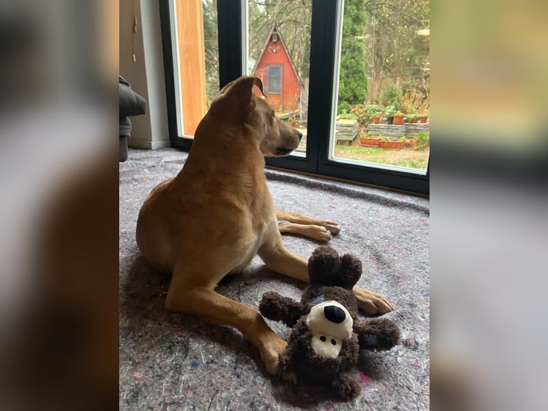 Lena sucht dringend ein liebevolles Zuhause!