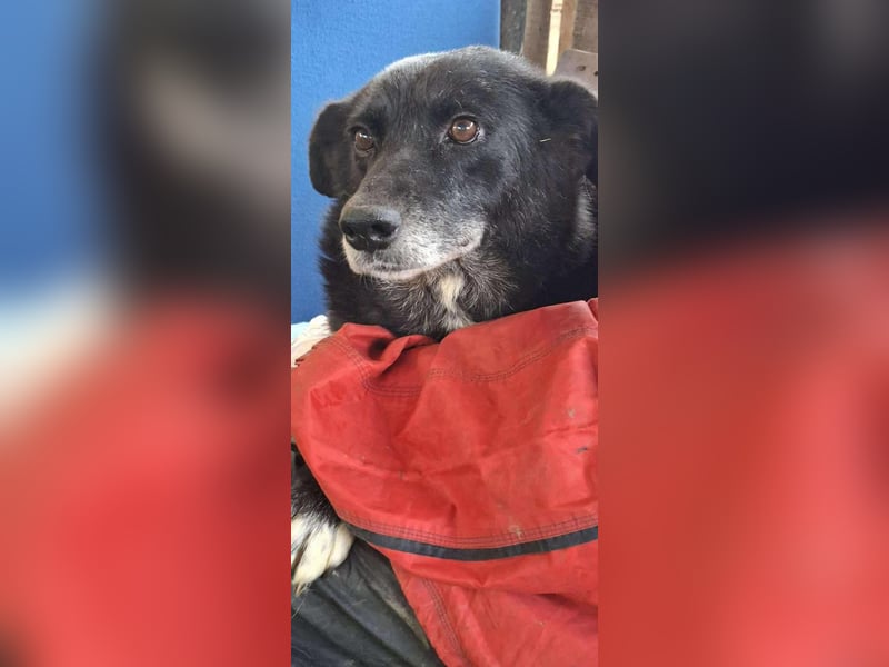 Coco – sanfte Seniorin, bereit für Zuhause 2.0 Coco – sanfte Seniorin, bereit für Zuhause 2.0