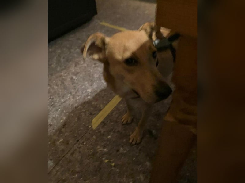 Lena sucht dringend ein liebevolles Zuhause!