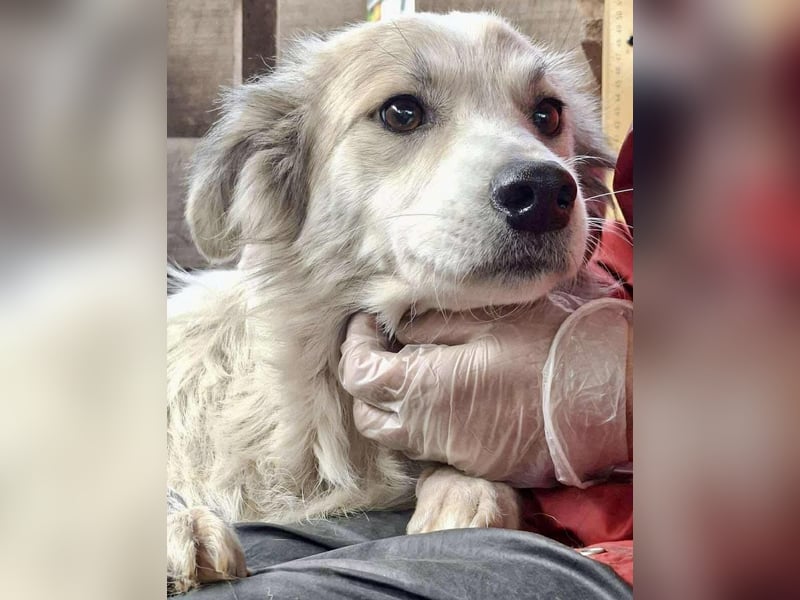 Aurora – sanfte Hündin braucht Neubeginn