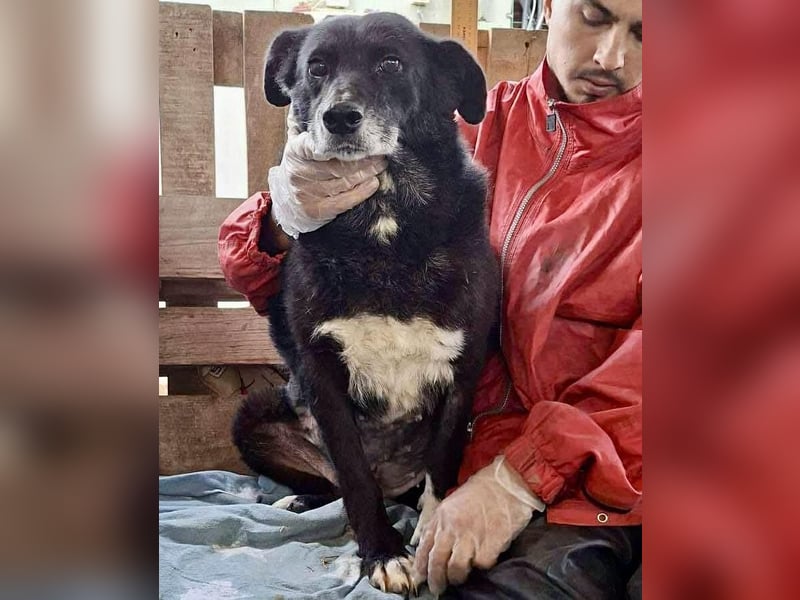 Coco – sanfte Seniorin, bereit für Zuhause 2.0 Coco – sanfte Seniorin, bereit für Zuhause 2.0