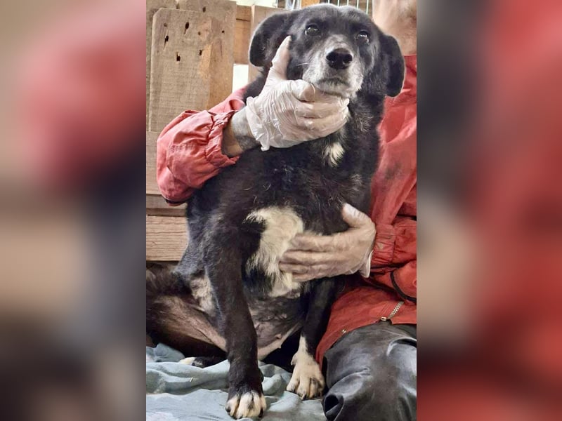 Coco – sanfte Seniorin, bereit für Zuhause 2.0 Coco – sanfte Seniorin, bereit für Zuhause 2.0