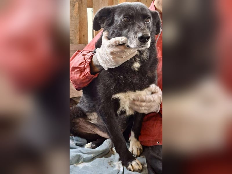 Coco – sanfte Seniorin, bereit für Zuhause 2.0 Coco – sanfte Seniorin, bereit für Zuhause 2.0