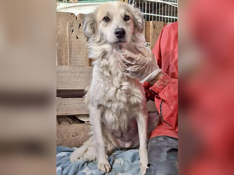 Aurora – sanfte Hündin braucht Neubeginn