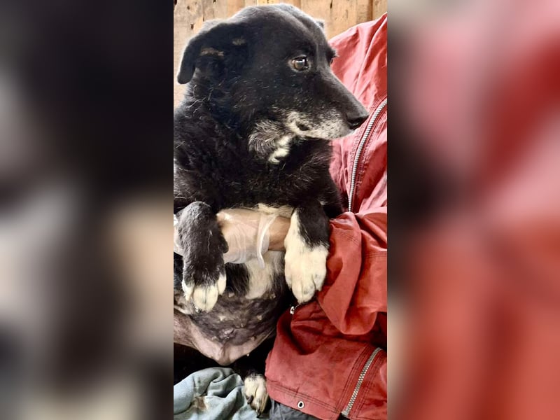 Coco – sanfte Seniorin, bereit für Zuhause 2.0 Coco – sanfte Seniorin, bereit für Zuhause 2.0