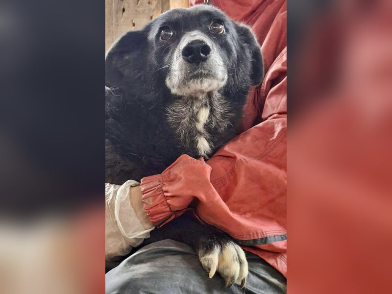 Coco – sanfte Seniorin, bereit für Zuhause 2.0 Coco – sanfte Seniorin, bereit für Zuhause 2.0