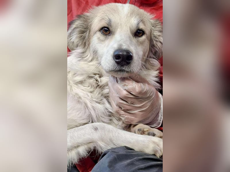 Aurora – sanfte Hündin braucht Neubeginn