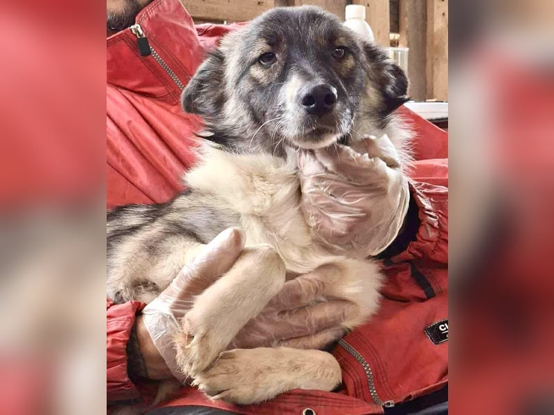 Lotte – menschenbezogene Junghündin