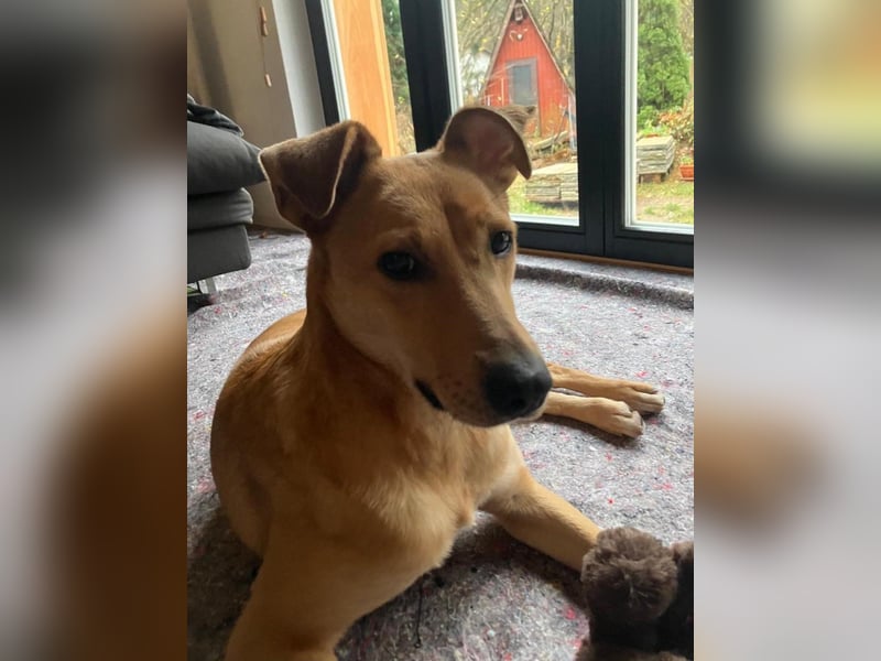 Lena sucht dringend ein liebevolles Zuhause!