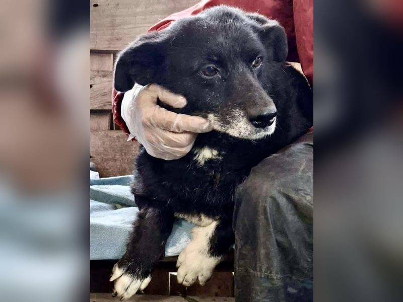 Coco – sanfte Seniorin, bereit für Zuhause 2.0 Coco – sanfte Seniorin, bereit für Zuhause 2.0