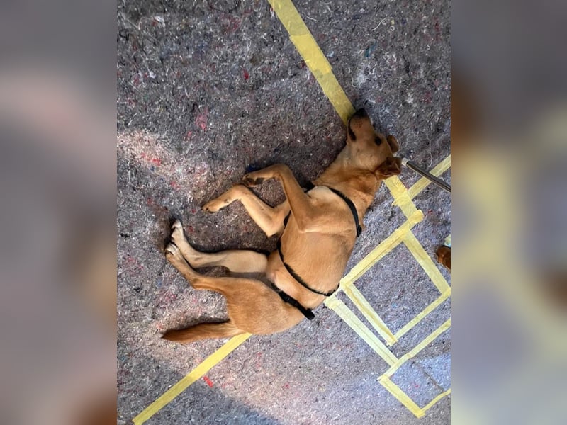 Lena sucht dringend ein liebevolles Zuhause!