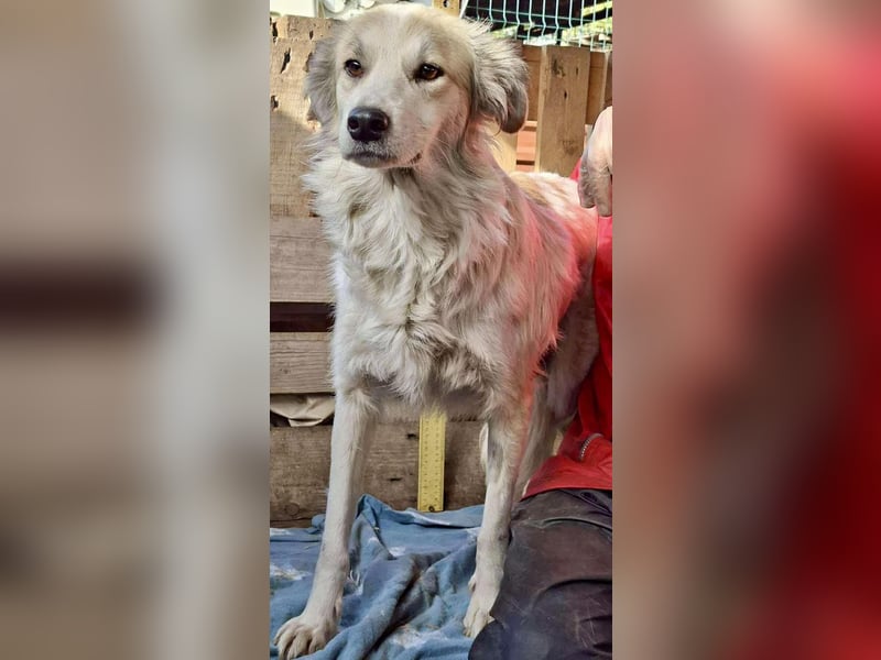 Aurora – sanfte Hündin braucht Neubeginn