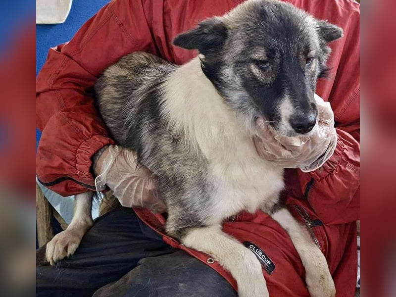 Lotte – menschenbezogene Junghündin