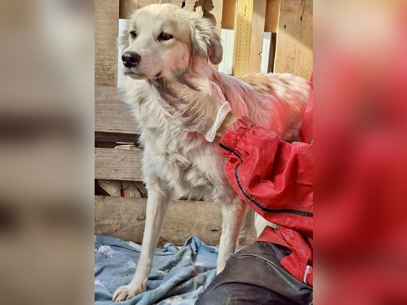 Aurora – sanfte Hündin braucht Neubeginn