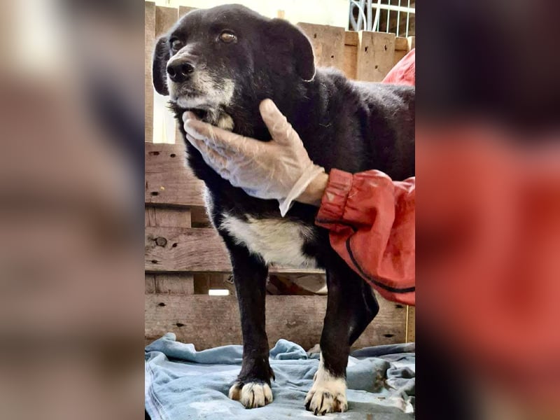 Coco – sanfte Seniorin, bereit für Zuhause 2.0 Coco – sanfte Seniorin, bereit für Zuhause 2.0