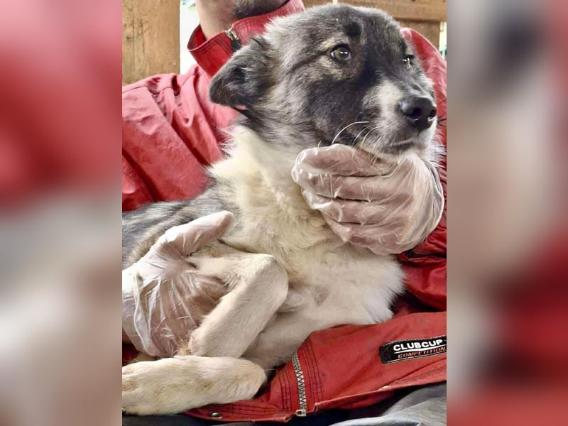 Lotte – menschenbezogene Junghündin