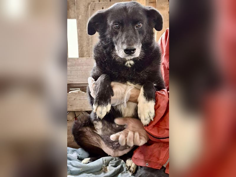 Coco – sanfte Seniorin, bereit für Zuhause 2.0 Coco – sanfte Seniorin, bereit für Zuhause 2.0